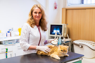 Brno, Czech Republic - March 28, 2025: Veterinarian performs Ultrasound diagnostics of a cat during...