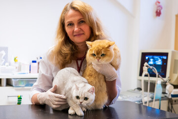 Brno, Czech Republic - March 28, 2025: Veterinarian performs Ultrasound diagnostics of a cat during...