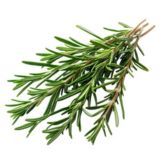 A Sprig of Rosemary with Long Woody Stems Isolated on Transparent Background