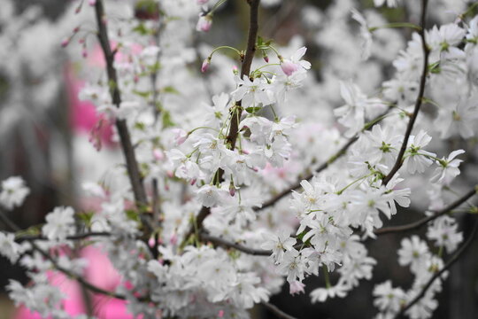 Cherry blossoms, known as sakura in Japanese, are the delicate, pink or white flowers of trees belonging to the Prunus genus, particularly the subgenus Cerasus.