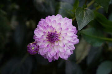 Dahlia pinnata features tuberous roots and erect, branching stems that can reach heights of 70 to...