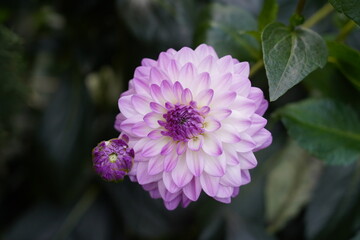 Dahlia pinnata features tuberous roots and erect, branching stems that can reach heights of 70 to 160 centimeters.