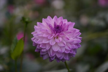 Dahlia pinnata features tuberous roots and erect, branching stems that can reach heights of 70 to...