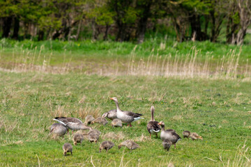 Oie cendrée, Anser anser, Greylag Goose, jeune,