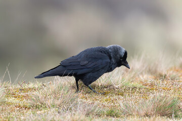 Choucas des tours,.Coloeus monedula , Western Jackdaw