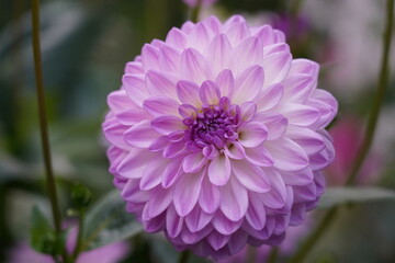 Dahlia pinnata features tuberous roots and erect, branching stems that can reach heights of 70 to...