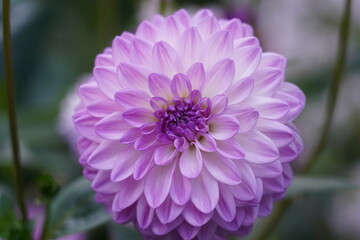 Dahlia pinnata features tuberous roots and erect, branching stems that can reach heights of 70 to...