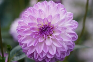 Dahlia pinnata features tuberous roots and erect, branching stems that can reach heights of 70 to...