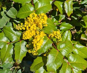 Vista de cerca de flores de Berberis aquifolium con fondo de follaje