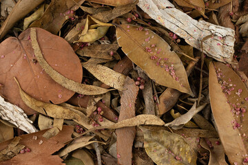 Surface of dry leaves, organic texture in winter








