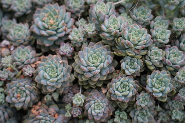 Obraz premium Sedum dasyphyllum, commonly known as Baikal Sedum or Cotton-Leaf Stonecrop, is a small, low-growing succulent in the Crassulaceae family. 