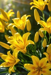 Obraz premium Sunlit yellow lilies in a vibrant bouquet, petals unfurling, sweet fragrance, elegant, macro, beautiful