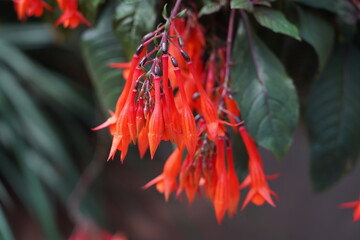 Fuchsia boliviana is a striking ornamental plant native to the cloud forests of South America. It is known for its long, tubular red to magenta flowers and lush green foliage, attracting hummingbirds 