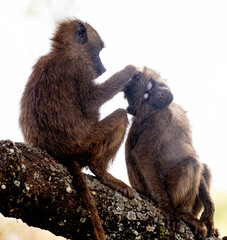 Baboon Behaviors