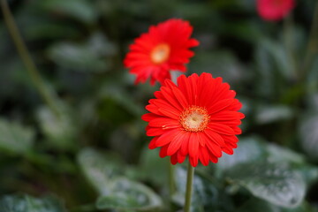 Gerbera jamesonii, commonly known as the Transvaal daisy or African daisy, is a popular flowering plant in the Asteraceae family. It's admired for its large, vibrant flowers in a range of colors, such