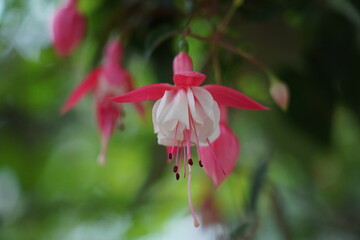 Fuchsia is a genus of flowering plants known for their vibrant, pendulous flowers that resemble...