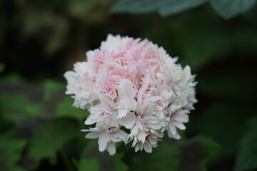 Fototapeta premium Pelargonium flowers are vibrant, symmetrical, and eye-catching, often blooming in clusters.