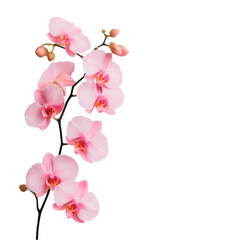 Pink Orchid Branch Elegant Flowers Black Background,