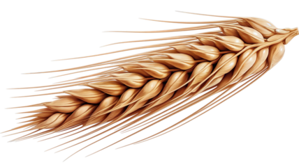 Close-up of a golden wheat ear, symbolizing agriculture and prosperity, isolated on transparent background