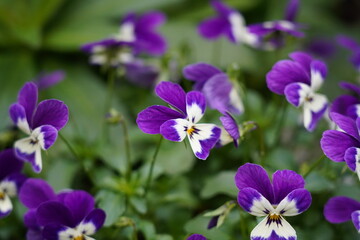 The wild pansy (Viola tricolor), also known as heartsease, Johnny Jump-up, or love-in-idleness, is...