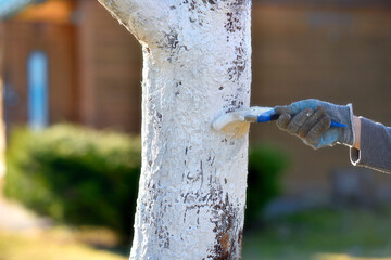 Treating the trunk of an apple tree with white paint on a sunny spring day.