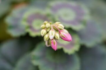 Fototapeta premium Pelargonium flowers are vibrant, symmetrical, and eye-catching, often blooming in clusters.