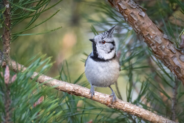 Close-up Crested tit sits thin pine branch and looks toward the camera lens on a spring evening. 