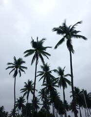 Tall coconut palms silhouetted against a moody, overcast sky, plant, sea, moody