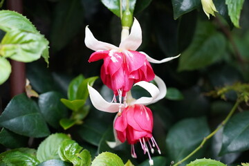 Fuchsia is a genus of flowering plants known for their vibrant, pendulous flowers that resemble delicate, dangling lanterns. They are widely grown as ornamental plants in hanging baskets
