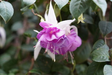 Fuchsia is a genus of flowering plants known for their vibrant, pendulous flowers that resemble...