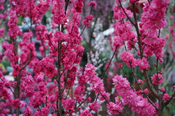 Flowering Almond (Prunus triloba) is a beautiful deciduous shrub known for its delicate pink, double flowers that bloom in early spring.