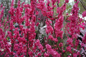 Flowering Almond (Prunus triloba) is a beautiful deciduous shrub known for its delicate pink, double flowers that bloom in early spring.