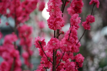 Flowering Almond (Prunus triloba) is a beautiful deciduous shrub known for its delicate pink, double flowers that bloom in early spring.