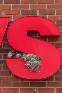 Pair of nesting sparrows in giant letter S on side of brick building