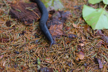 Unveil the charm of nature with a striking closeup of a black snail in its serene forest habitat. Rich textures and earthy tones create an enchanting, timeless visual.