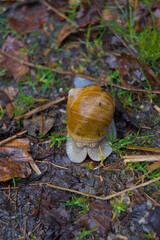 Discover the quiet mystery of nature with this closeup of a snail retreating into its shell. A gentle display of intricate textures, earthy tones, and a moment of stillness in the wild.