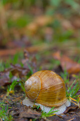 Discover the quiet mystery of nature with this closeup of a snail retreating into its shell. A gentle display of intricate textures, earthy tones, and a moment of stillness in the wild.