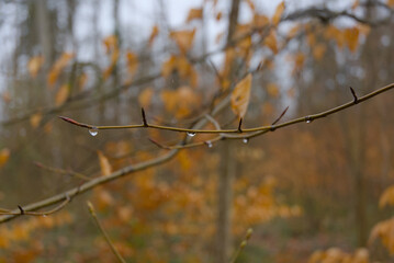 Embrace autumn's fragile beauty with this closeup of an orange withered leaf, delicately adorned with shimmering raindrops. A scene full of warmth, melancholy, and nature's timeless poetry.