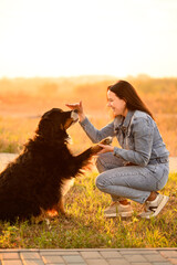 Woman trains Bernese Mountain Dog at sunset, petting dog for good behavior, pet gives its paw to...