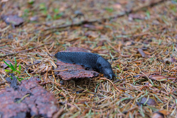 Unveil the charm of nature with a striking closeup of a black snail in its serene forest habitat. Rich textures and earthy tones create an enchanting, timeless visual.
