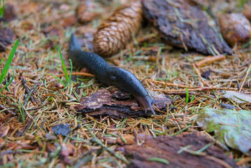 Unveil the charm of nature with a striking closeup of a black snail in its serene forest habitat. Rich textures and earthy tones create an enchanting, timeless visual.