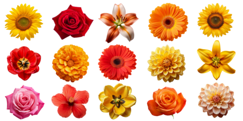 Blumen set isoliert auf weißen Hintergrund, 