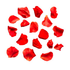 Red rose petals scattered on black background romantic floral design