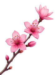 "Cherry Blossom Elegance" - This image presents a captivating scene of cherry blossoms, featuring pink flowers and buds against a soft, neutral background. 