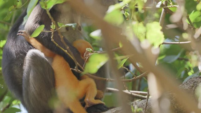 dusky leaf monkeys in malaysia