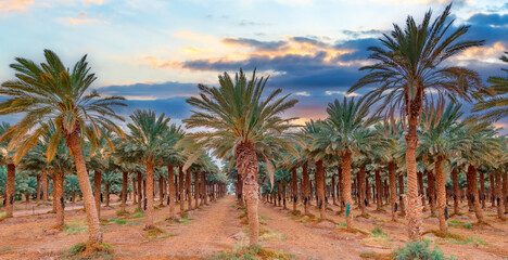 Obraz premium Date palms is ancient plant and famous food crop in Middle East and North Africa, today this farming is important element of advanced and sustainable agriculture industry. No AI tools were used