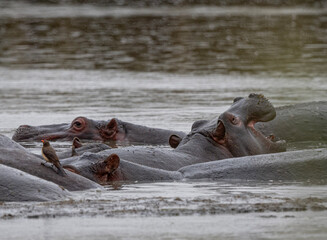Hippo Love