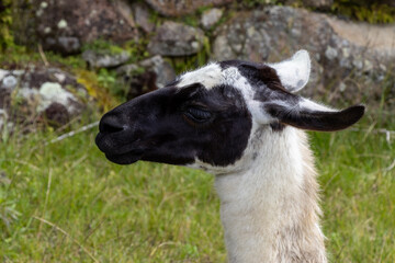 Portrait of a black and white alpaca living in Machu Picchu