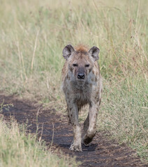 Hyena Portrait