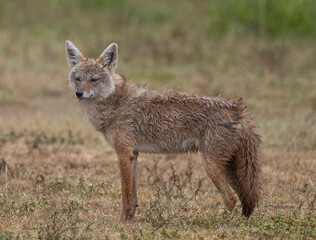 Golden Jackal